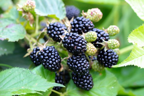 Blackberry Bush Removal in South Bend