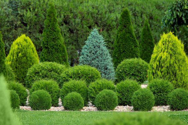 Cost of Bush Shaping Service in South Bend