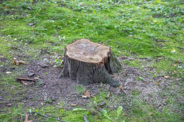 Bush Stump Removal in South Bend