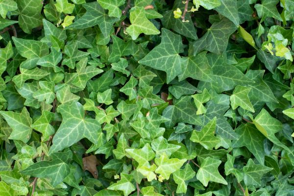 Cost of English Ivy Removal in South Bend