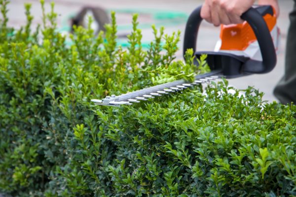 Hedge Pruning in South Bend