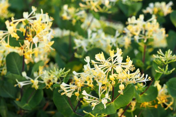 Cost of Honeysuckle Removal in South Bend