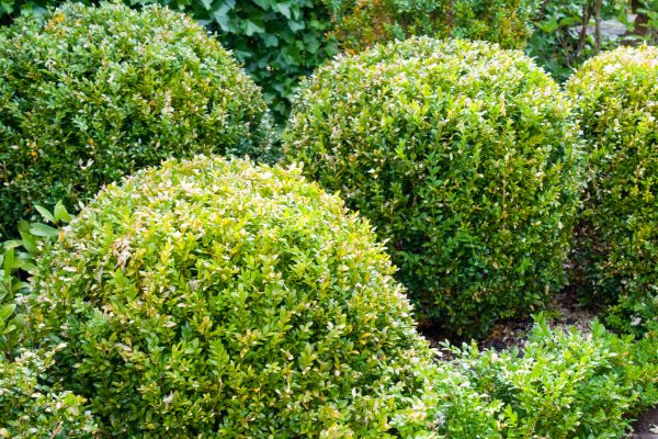 Cost of Landscape Trimming Service in South Bend