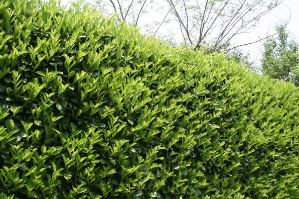 Cost of Laurel Removal in South Bend