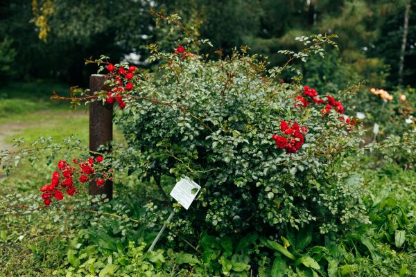 Cost of Rose Bush Removal in South Bend