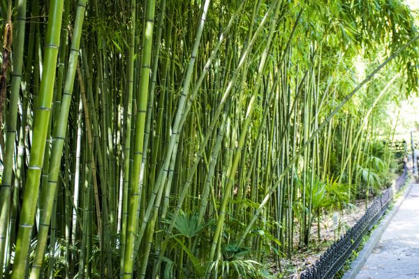 Cost of Bamboo Root Removal in South Bend