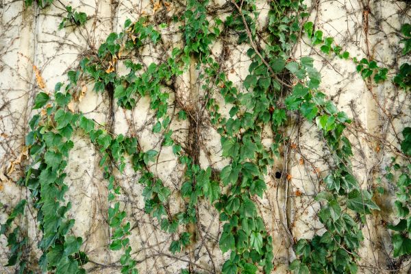 Cost of Vine Removal Service in South Bend