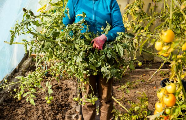 Cost of Garden Plant Removal in South Bend