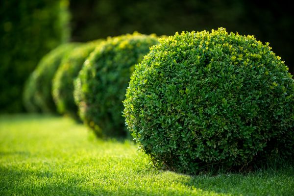 Cost of Bush Pruning in South Bend
