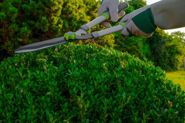 Cost of Topiary Shearing in South Bend