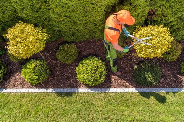 Cost of Topiary Trimming in South Bend