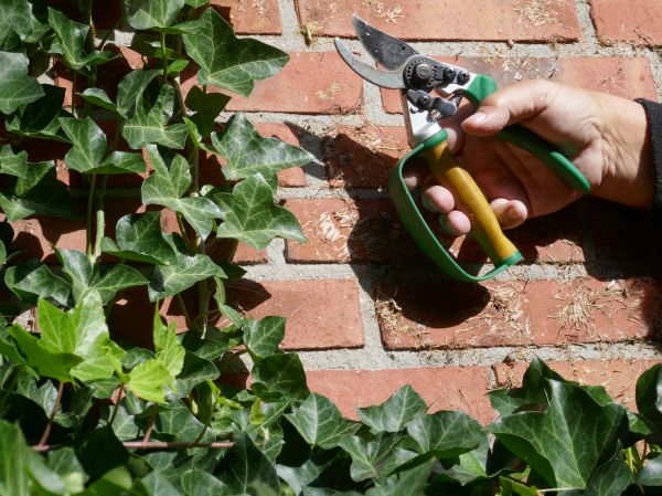 Cost of Ivy Removal Service in South Bend