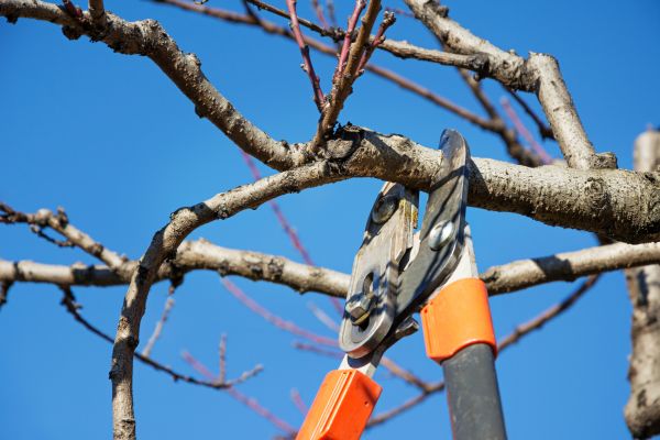 Cost of Selective Pruning in South Bend