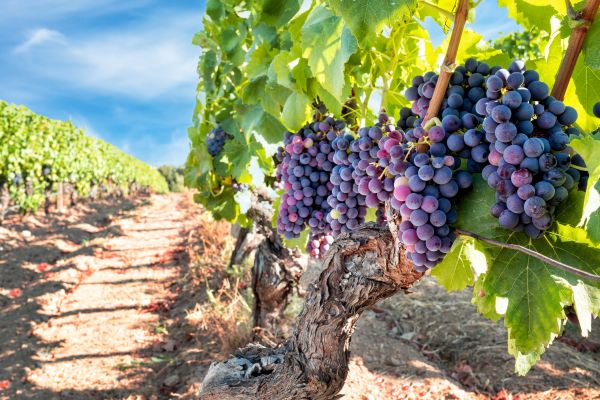 Cost of Grapevine Pruning in South Bend