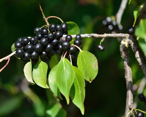 Cost of Buckthorn Removal in South Bend