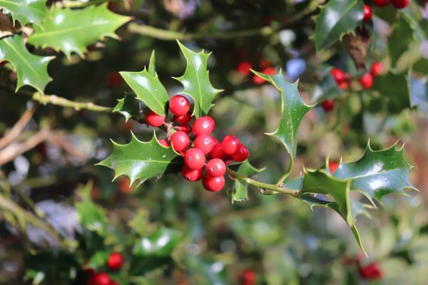 Cost of Holly Tree Trimming in South Bend