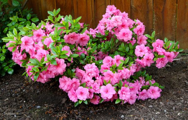 Cost of Azaleas Removal in South Bend