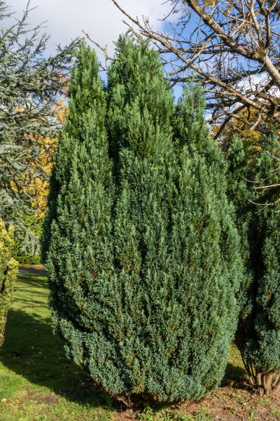 Cost of Juniper Trimming in South Bend