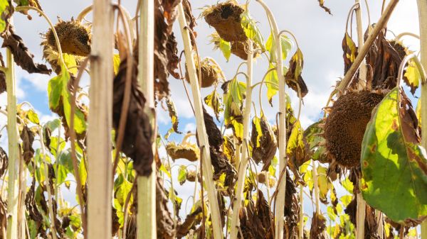 Cost of Dead Plant Removal in South Bend