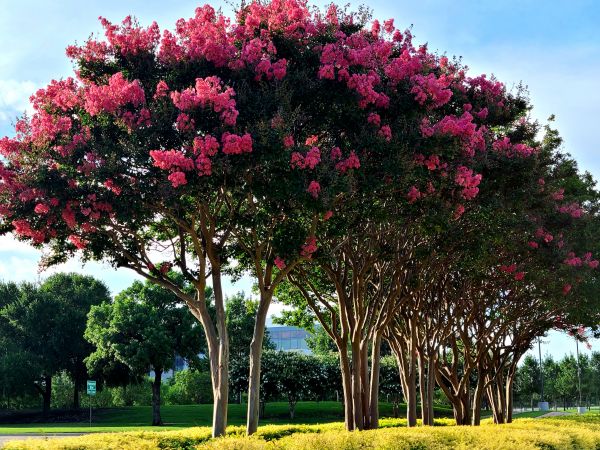 Cost of Crepe Myrtle Pruning in South Bend