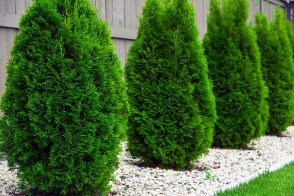 Cost of Arborvitae Pruning in South Bend
