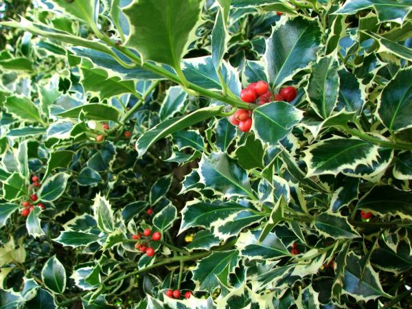 Cost of Holly Bushes Trimming in South Bend