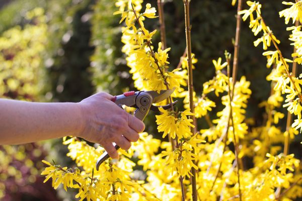 Forsythia Pruning in South Bend