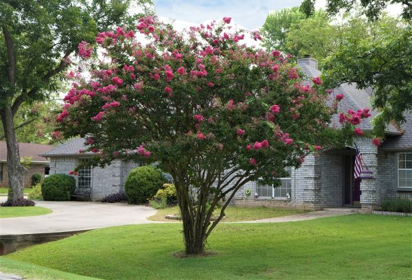 Crepe Myrtle Trimming in South Bend