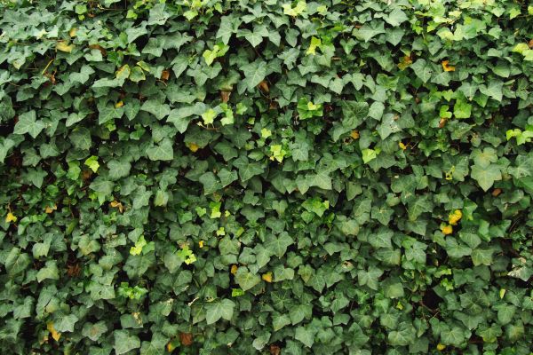 Cost of Ivy Pruning service in South Bend