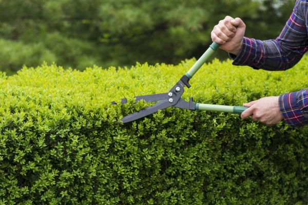 Cost of Evergreen Shrub Pruning in South Bend