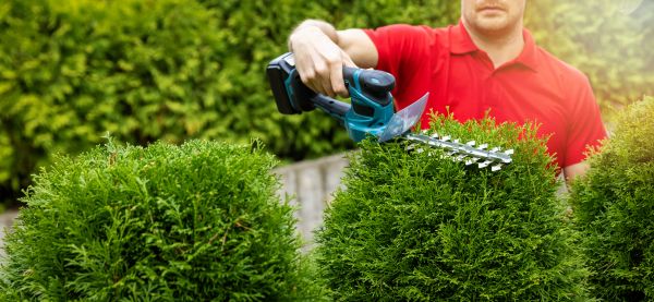 Cost of Hedge Shaping Service in South Bend