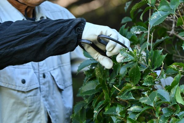 Holly Pruning in South Bend