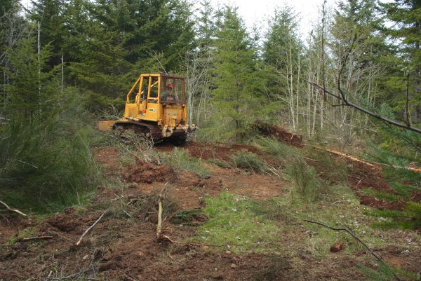 Cost of Shrubbery Clearing in South Bend