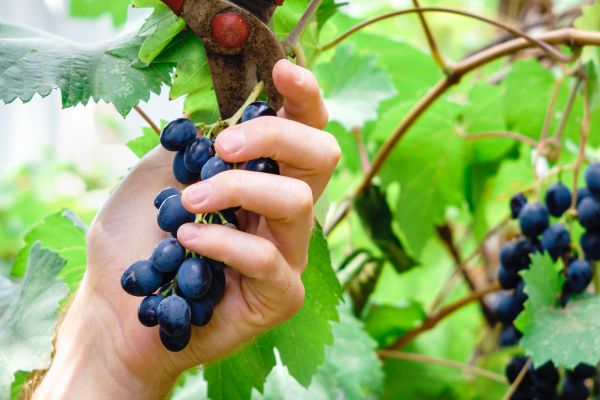 Cost of Vineyard Pruning in South Bend