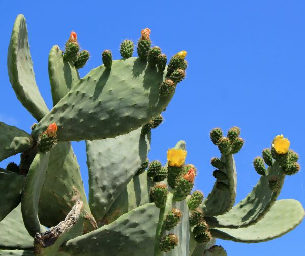 Cost of Cactus Removal in South Bend