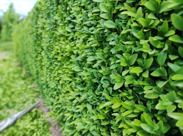 Cost of Boxwood Pruning in South Bend