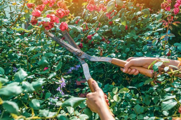 Knockout Roses Pruning in South Bend