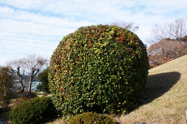 Cost of Holly Shrub Pruning in South Bend
