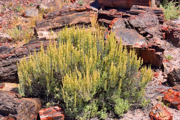 Cost of Sagebrush Removal in South Bend