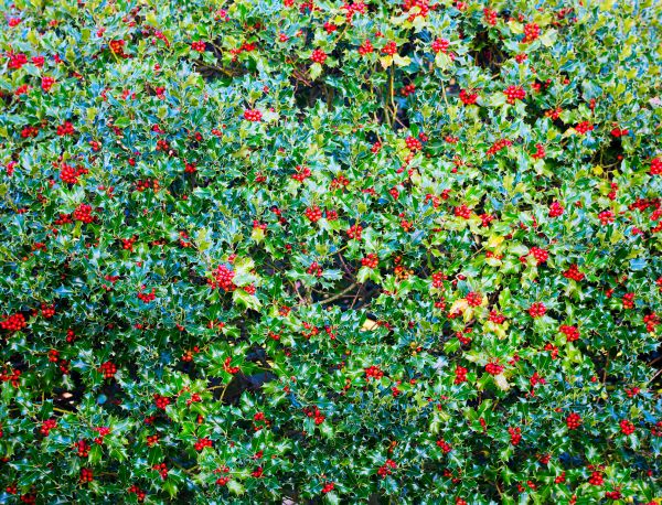 Cost of Holly Bush Removal in South Bend