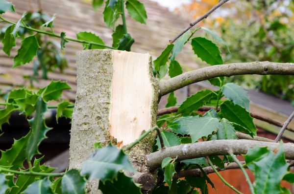 Cost of Holly Tree Removal in South Bend