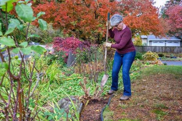 Cost of Dead Bush Removal in South Bend