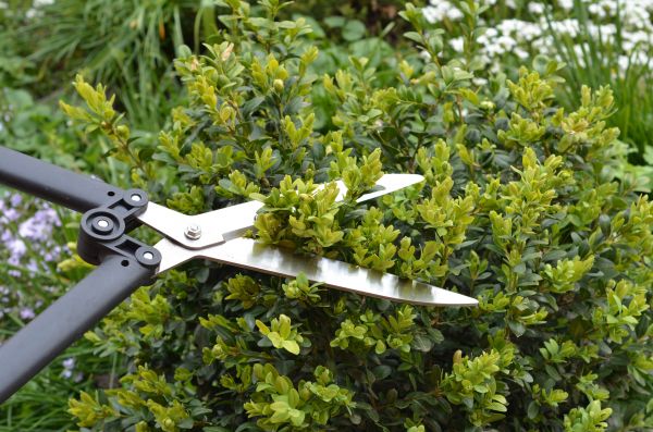Cost of Boxwood Trimming in South Bend