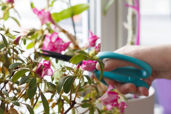 Azalea Pruning in South Bend
