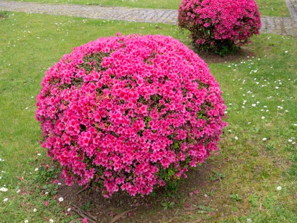 Cost of Rhododendron Pruning in South Bend