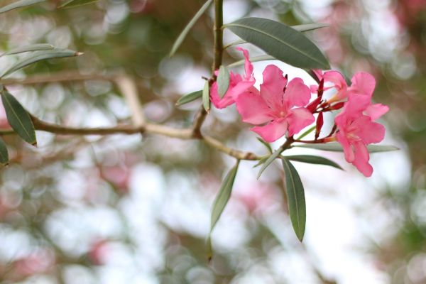 Cost of Oleander Removal in South Bend