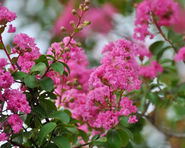 Cost of Crepe Myrtle Removal in South Bend