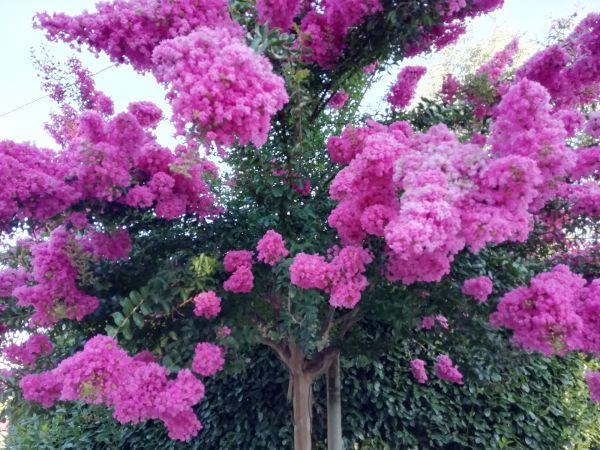 Cost of Crape Myrtle Pruning in South Bend