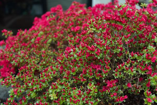 Cost of Weigela Removal Service in South Bend