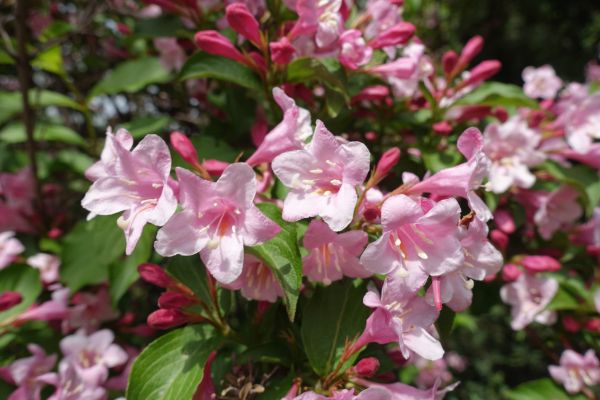 Cost of Weigela Pruning Service in South Bend